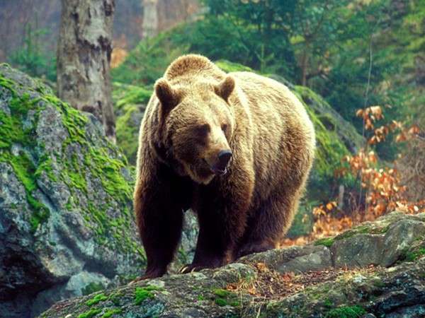 бурый медведь